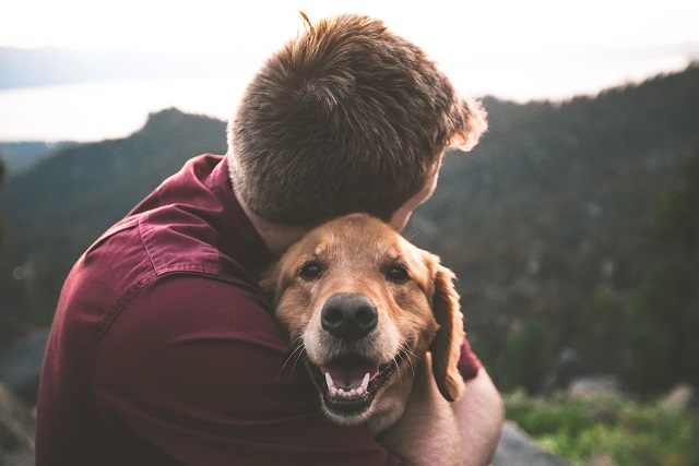 Lachsöl für Hunde kaufen