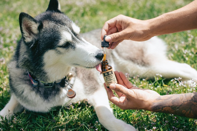 Lachsöl für Hunde mit Omega 3 | Wirkung, Dosierung und Erfahrungen