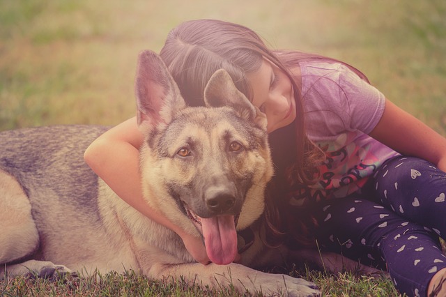 Omega 3 Lachsöl für Hunde