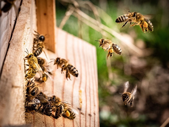 Patenschaft für Bienen