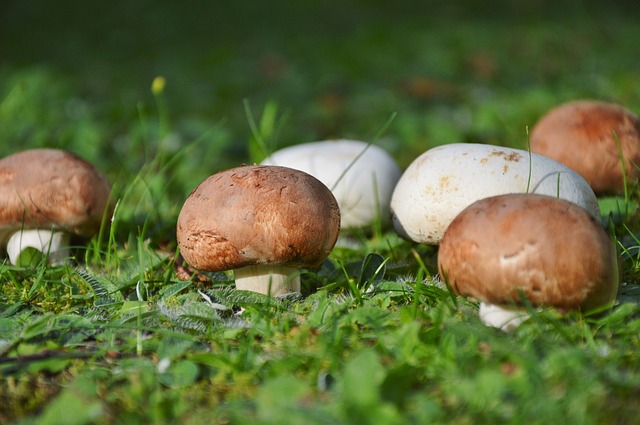 champignons anzuchtset