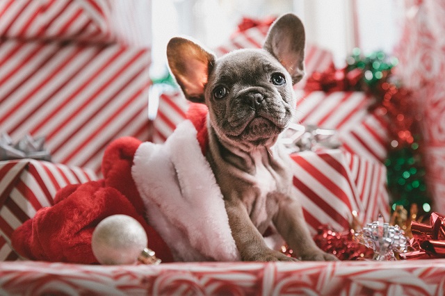 Adventskalender für Hunde