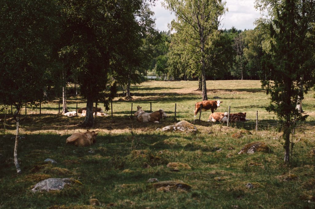 Summer life in the countryside прохождение