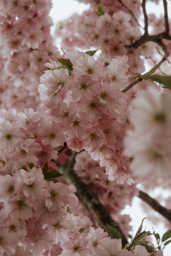 Spring flowers