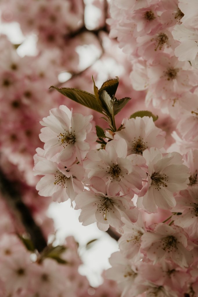 Spring flowers