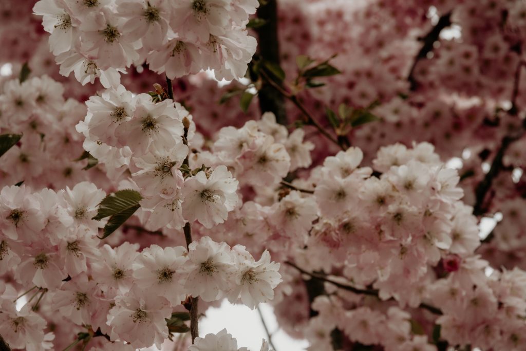 Spring flowers