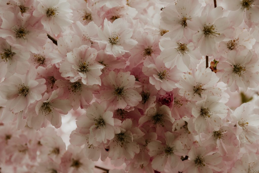 Spring flowers