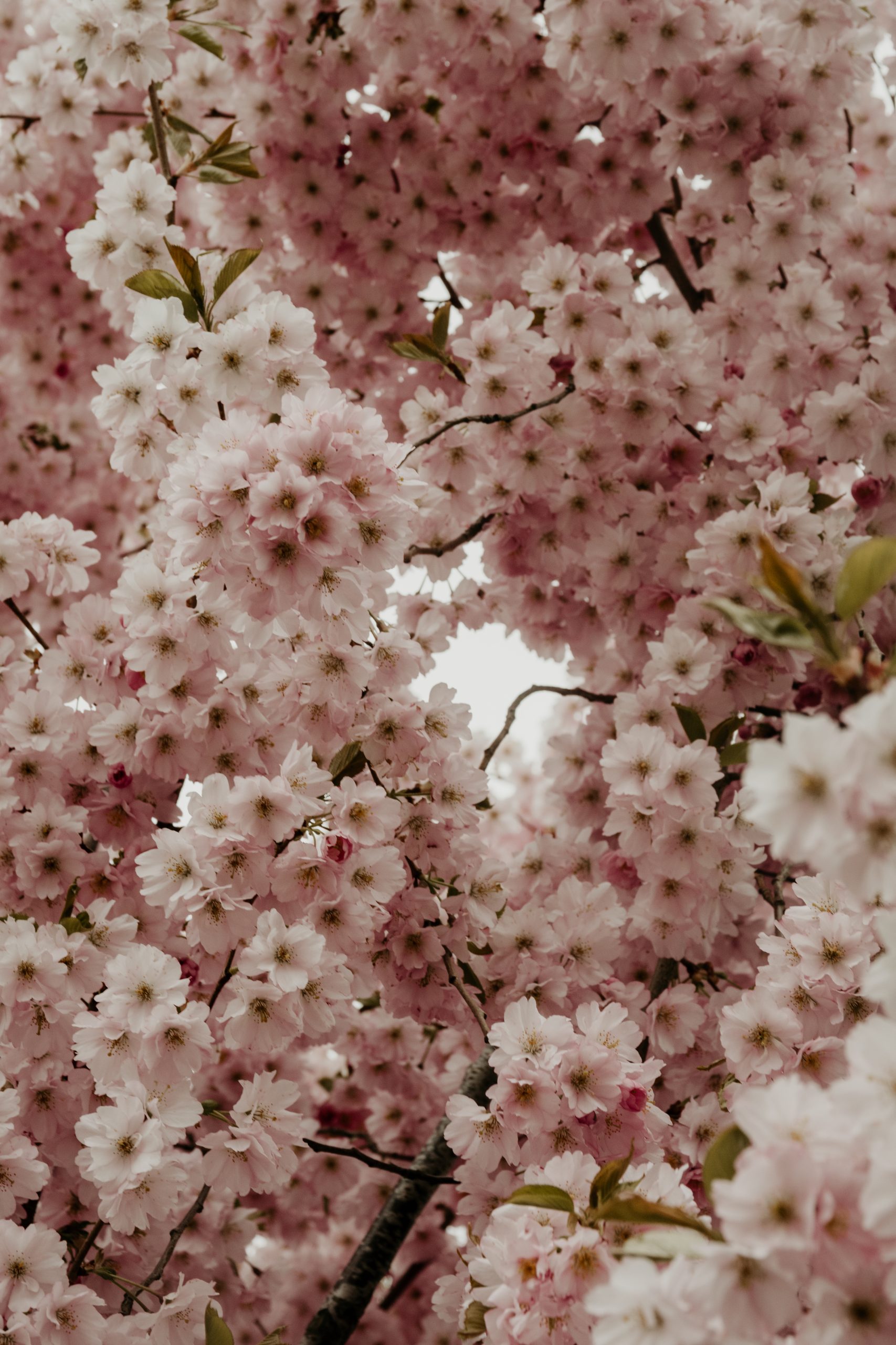 Spring flowers