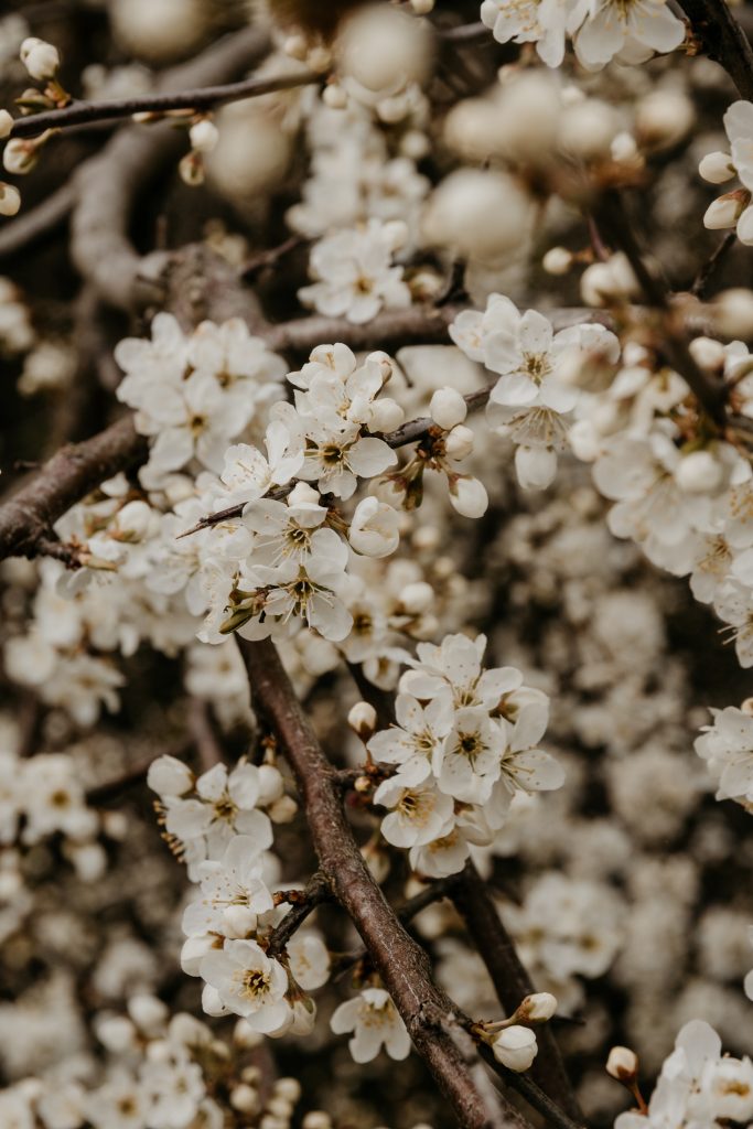 Spring flowers