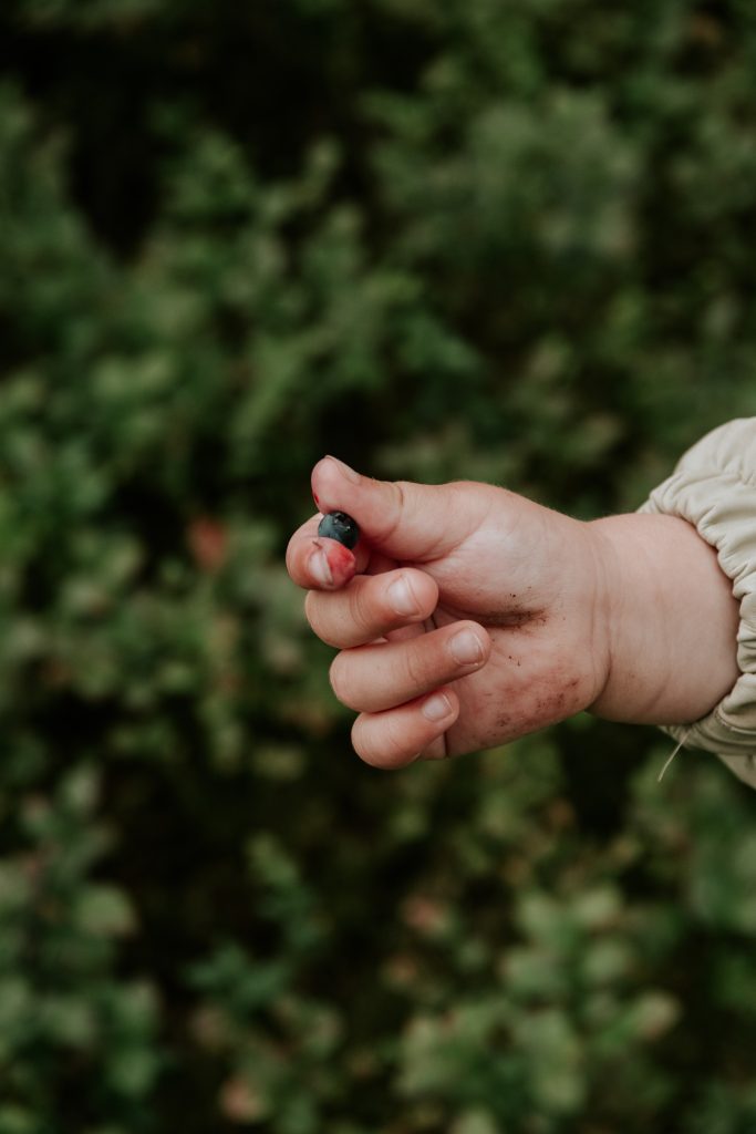 Gardening, nature & fresh berries