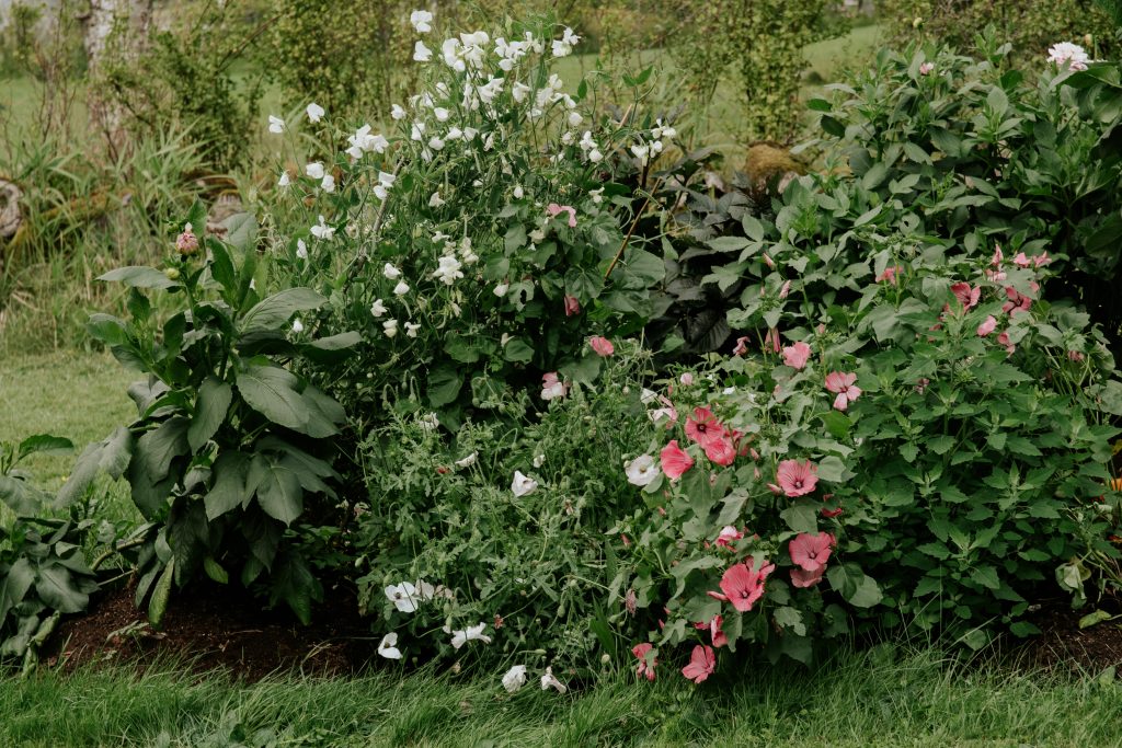 Gardening, nature & fresh berries