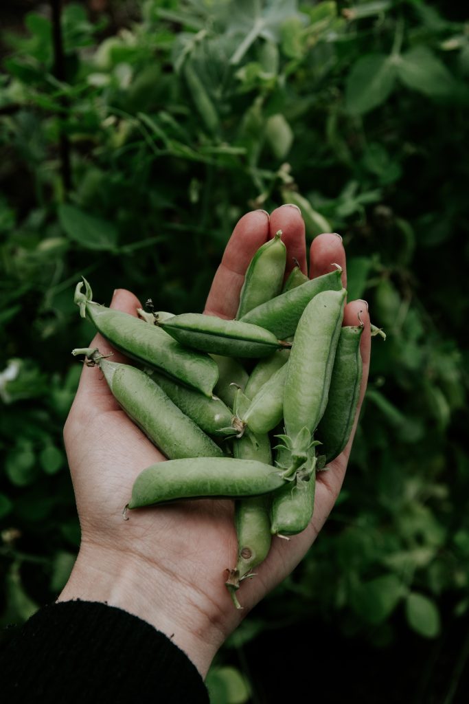 Gardening, nature & fresh berries