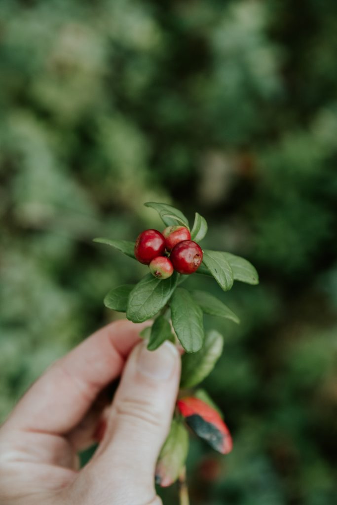 Gardening, nature & fresh berries