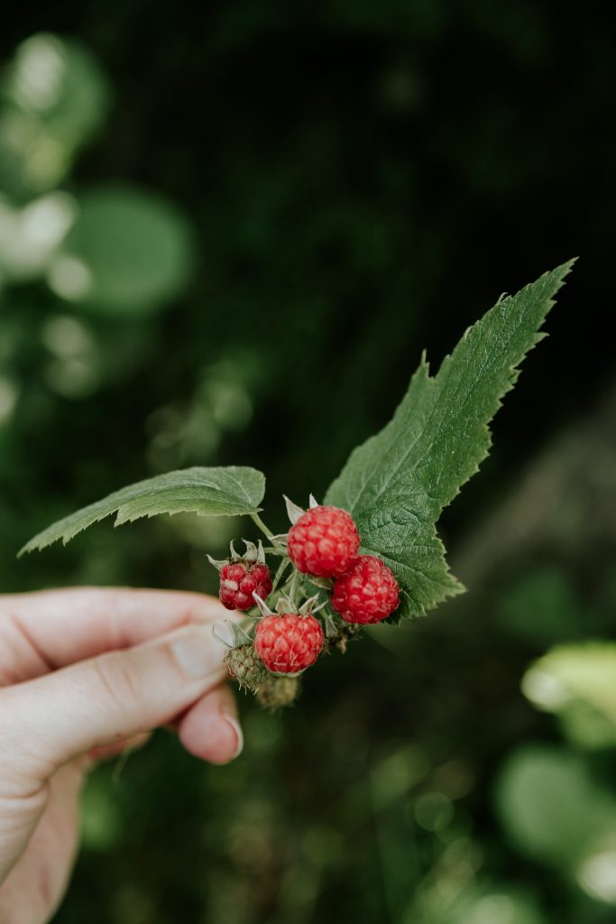 Gardening, nature & fresh berries