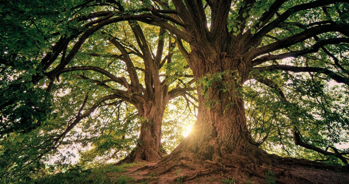Strengthening Relationships through Gratitude Meditation