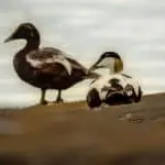 Couples Counselling Edinburgh