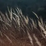 Miscarriage and baby loss counselling edinburgh