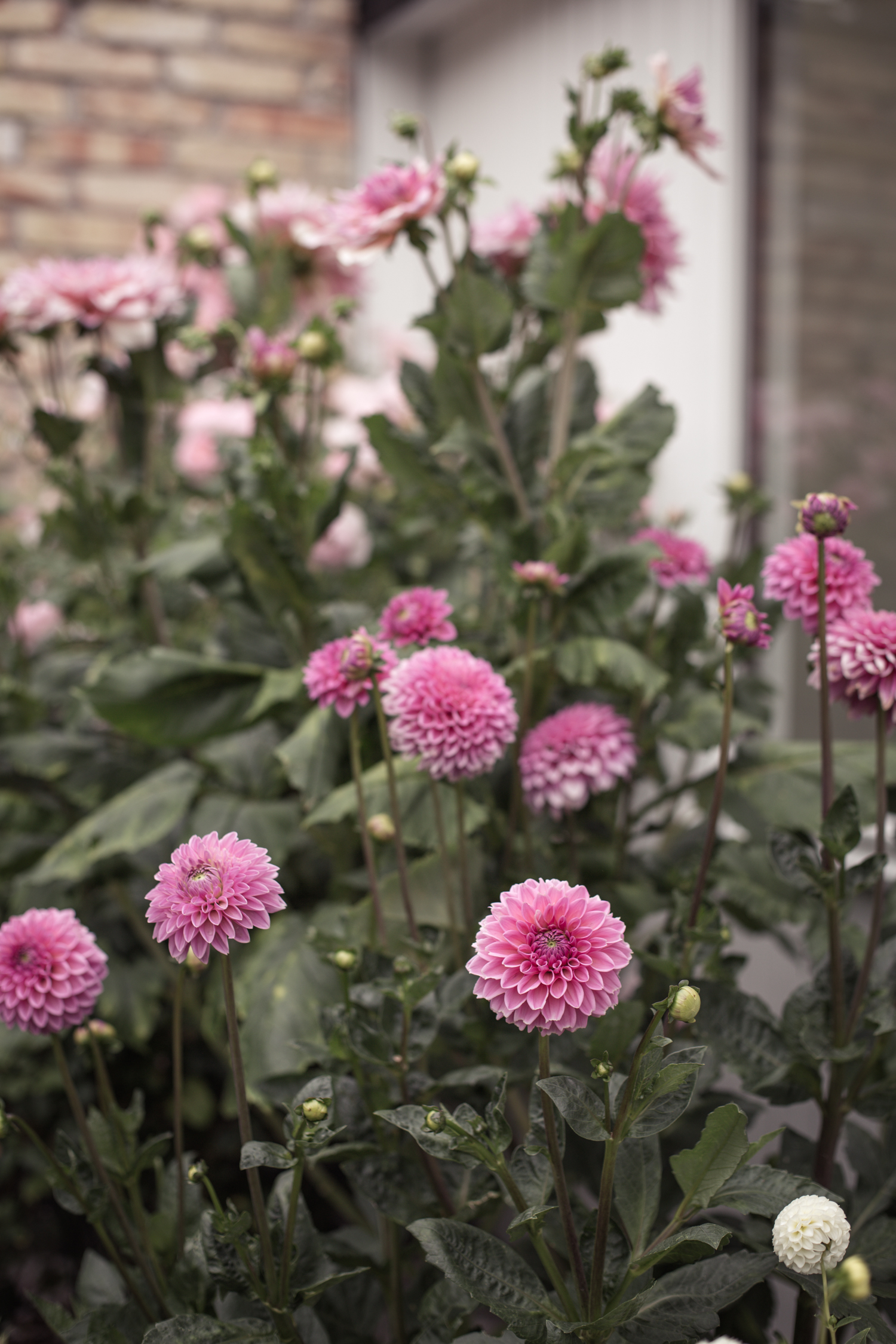 Dahlia - Pompom Sandra