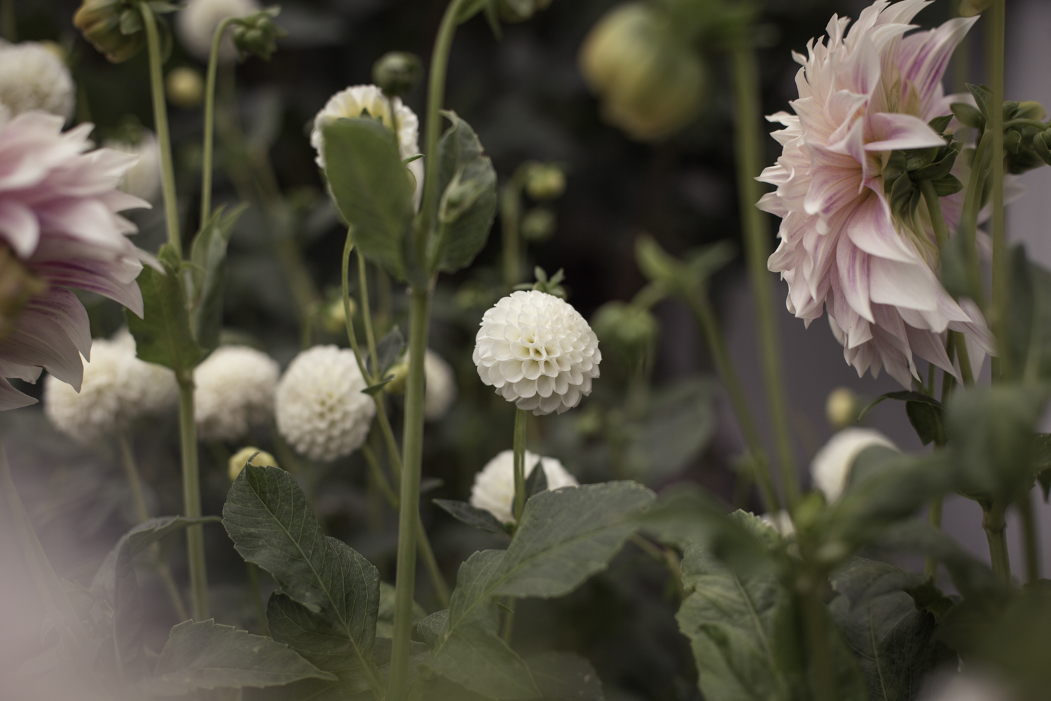 Dahlia Snowflake