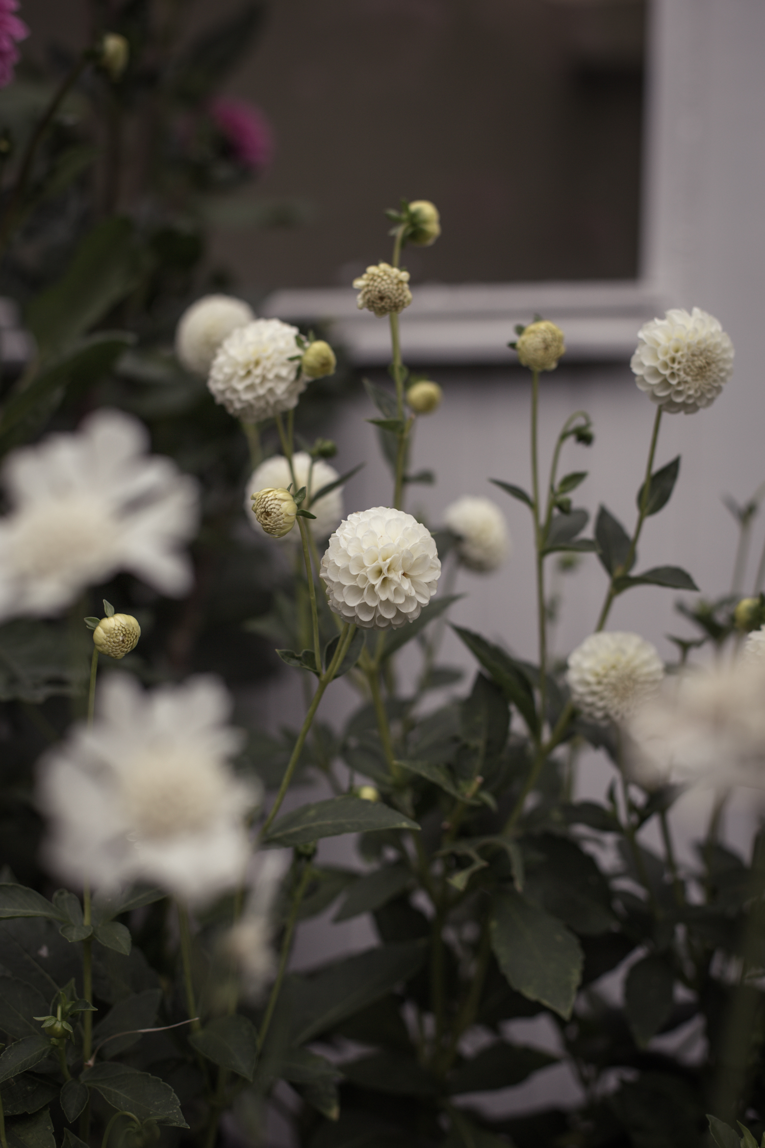 Dahlia Snowflake