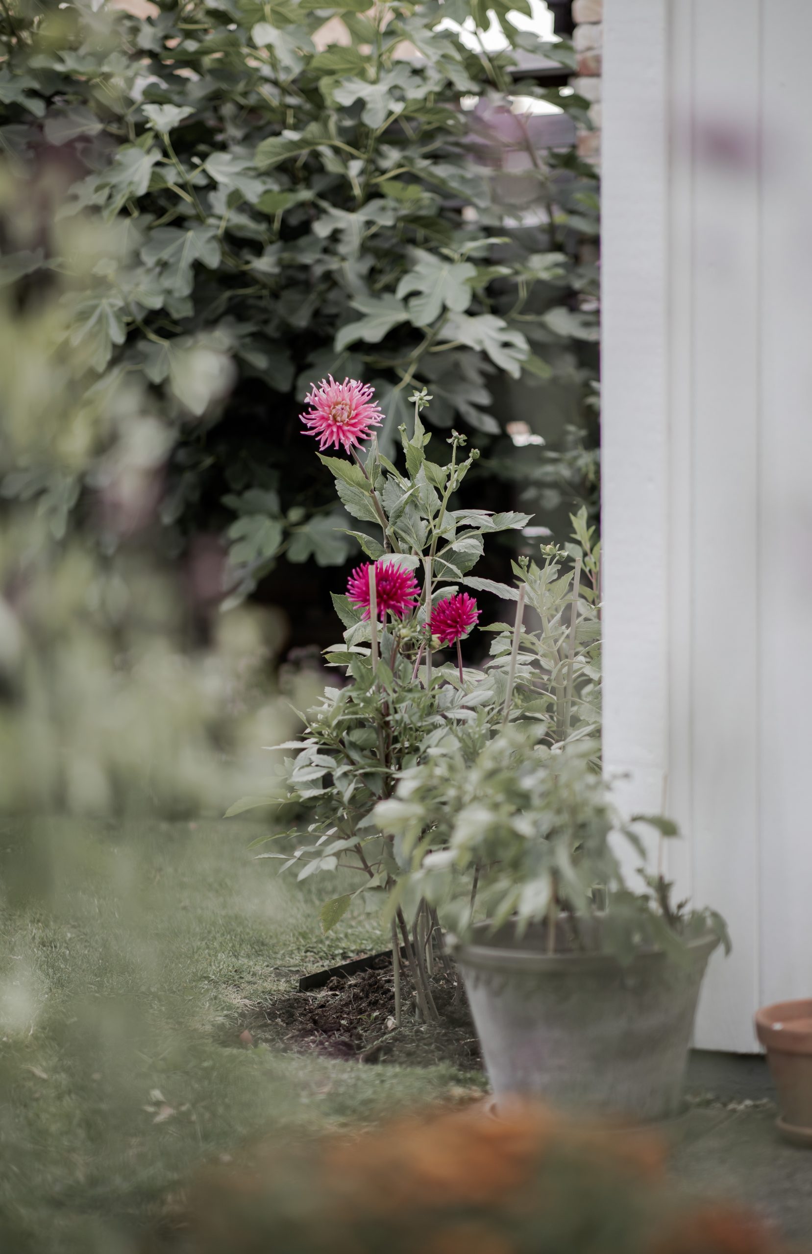 Trädgårdsblommor