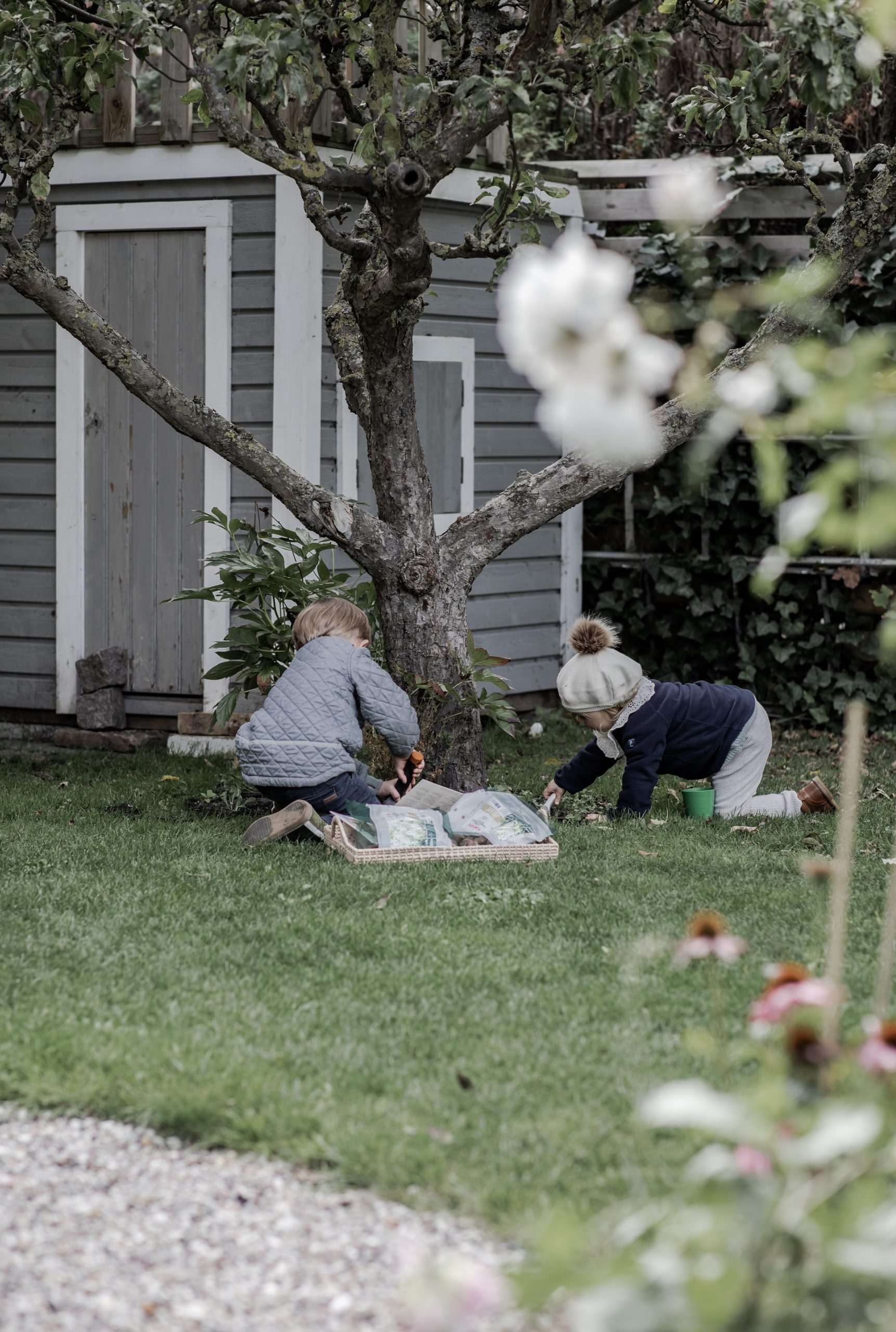 Plantering av tulpanlökar