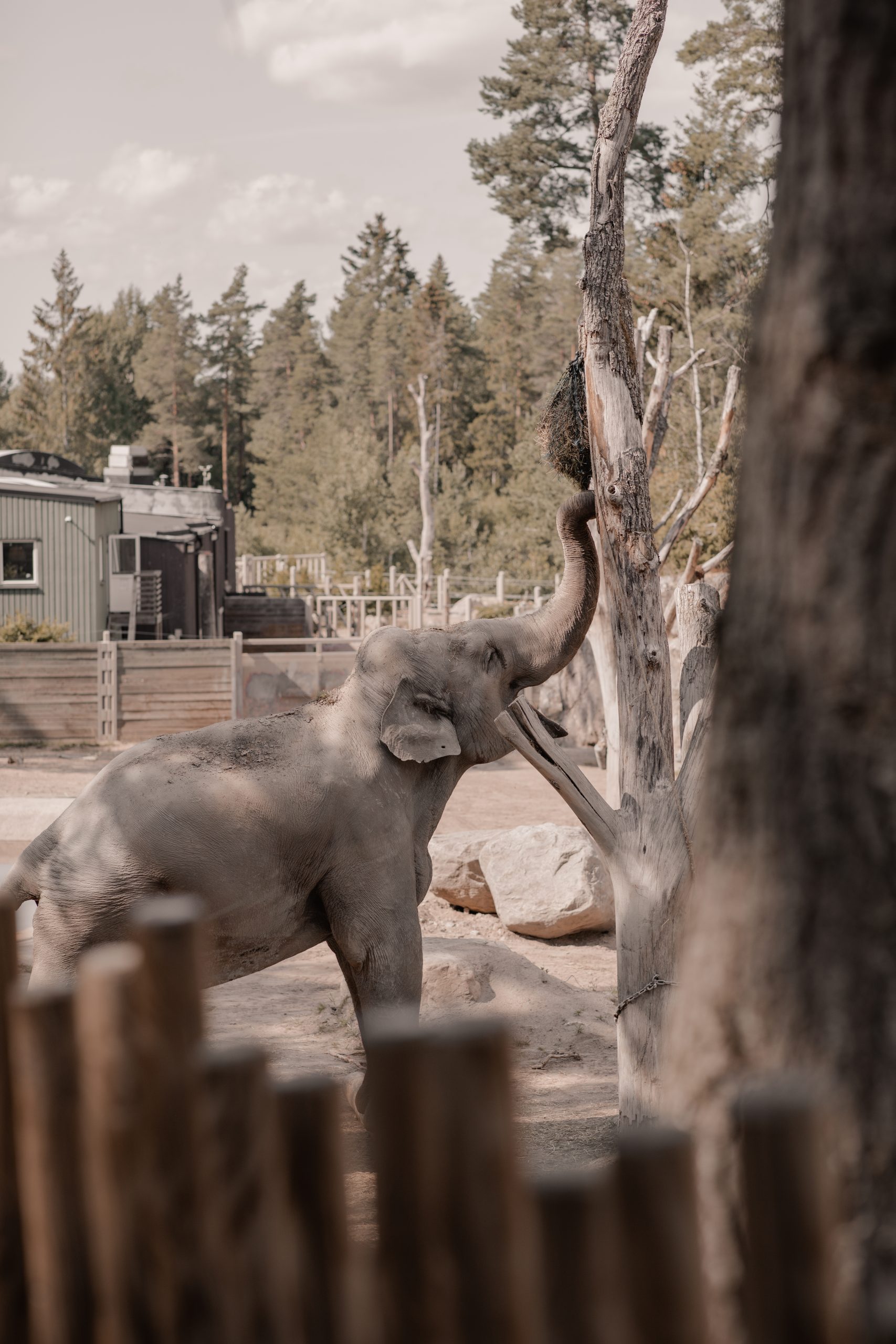 Elefant Kolmården