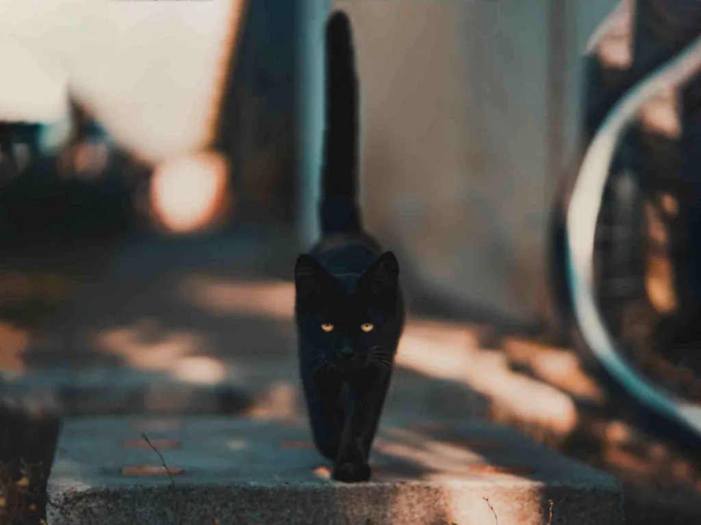 Black Cat walking in the streets showcasing black cat energy.