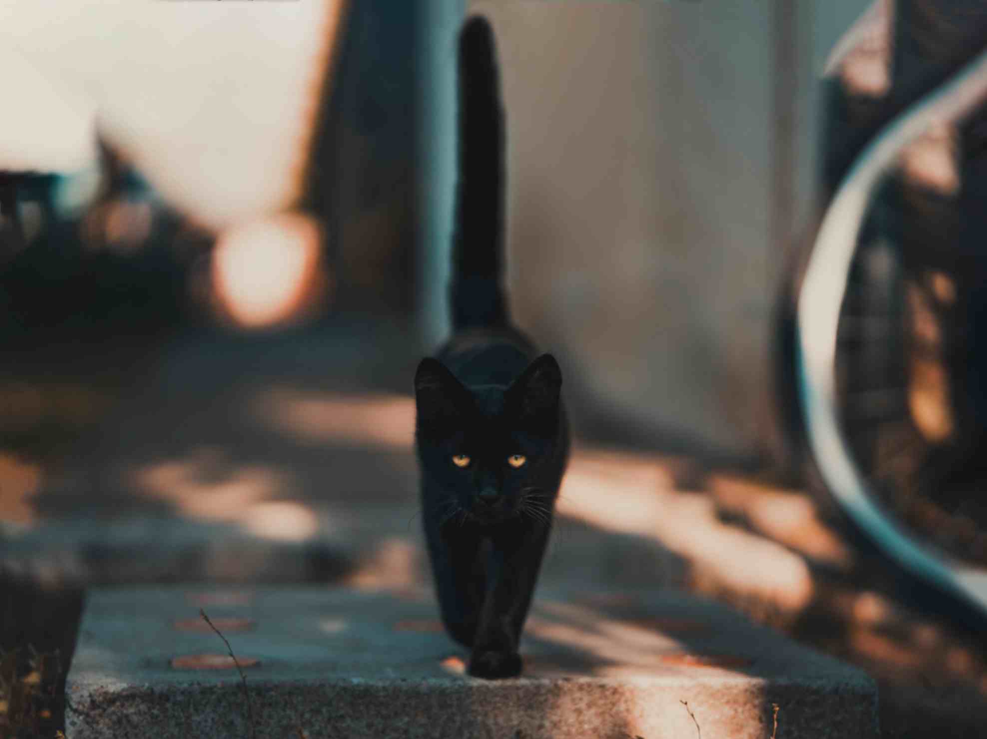 The Truth Behind The Black Cat Energy