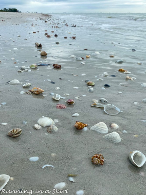 seashells on the seashore