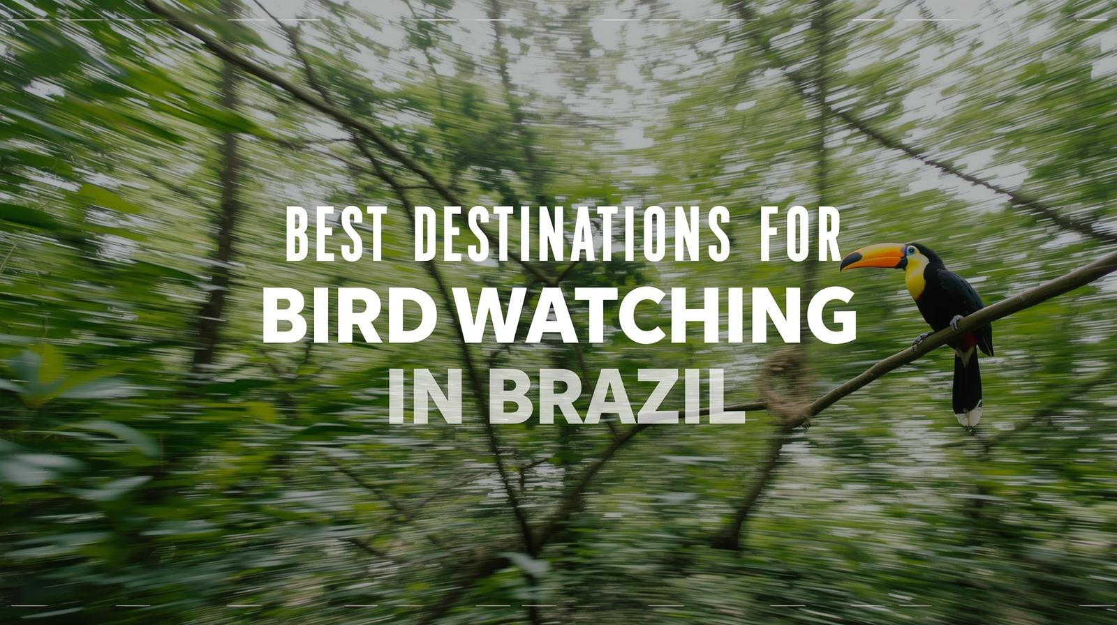 Best Destinations For Bird Watching In Brazil 49 Best Destinations For Bird Watching In Brazil