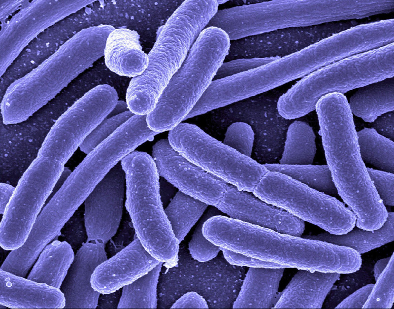 Group characteristics of Bacteria