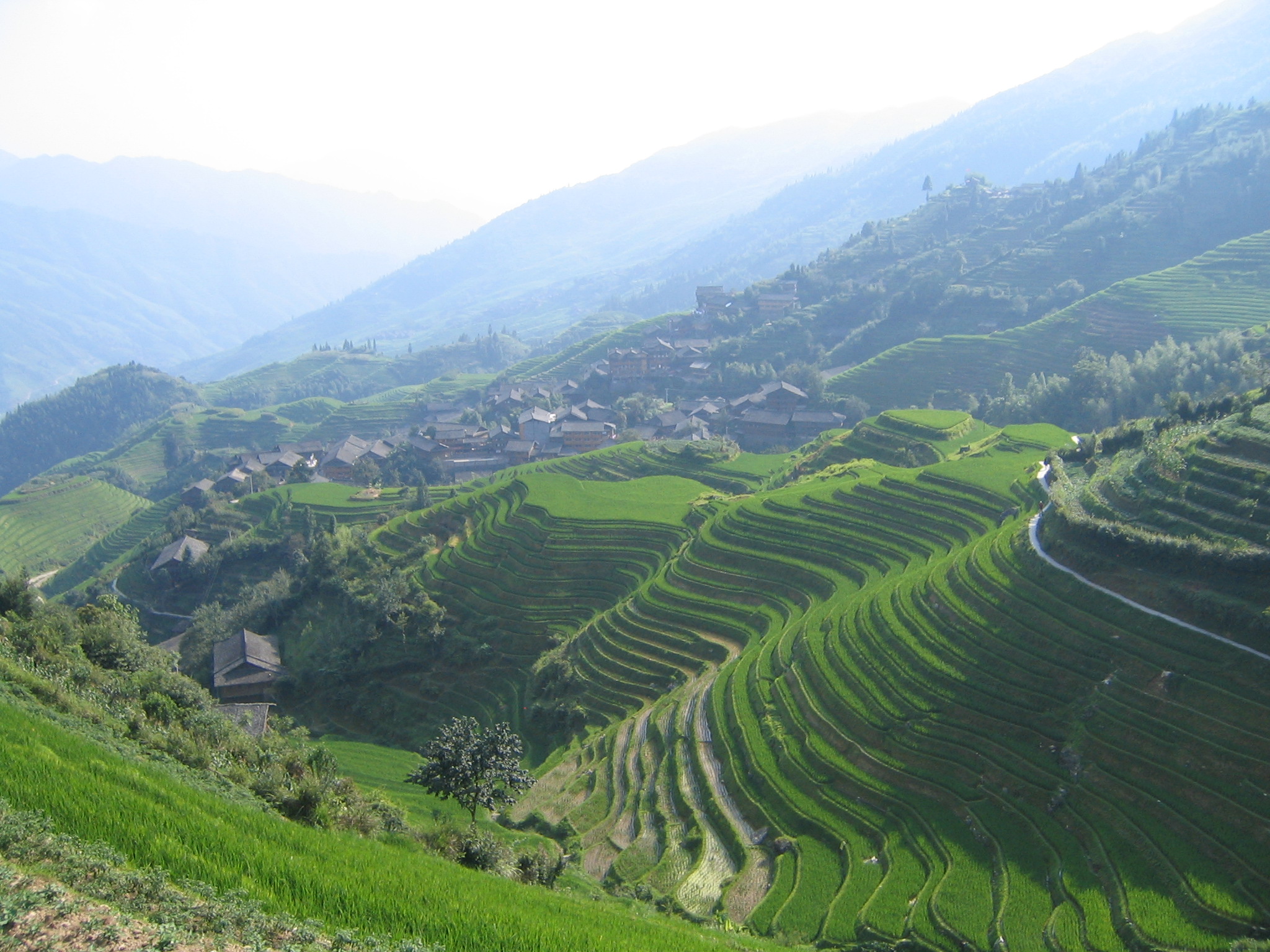 Uitzicht op de terras rijstvelden van LongJi Ping'An (rondreis Guilin)