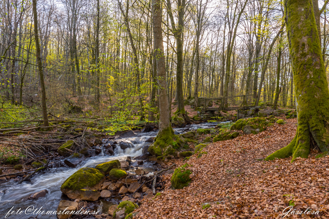 Gässlösa naturreservat