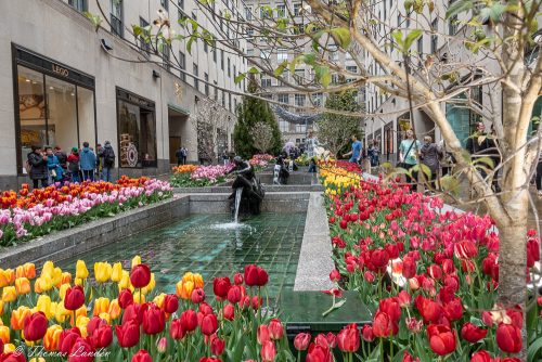 New York 2018 - Rockefeller Plaza