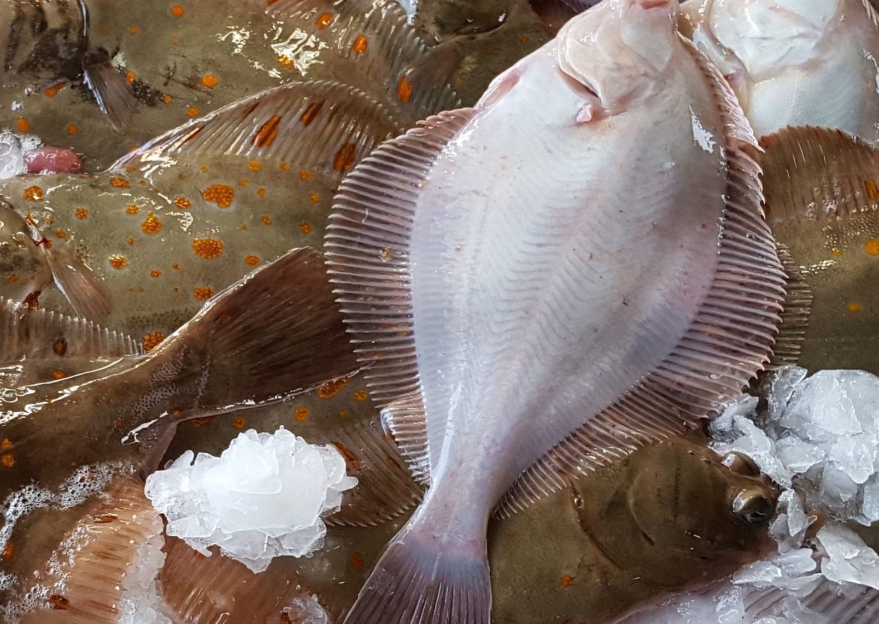 Salg af fisk – Thorupstrandfisk