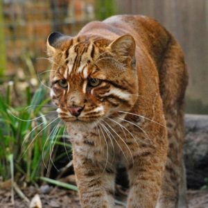 Golden Cat