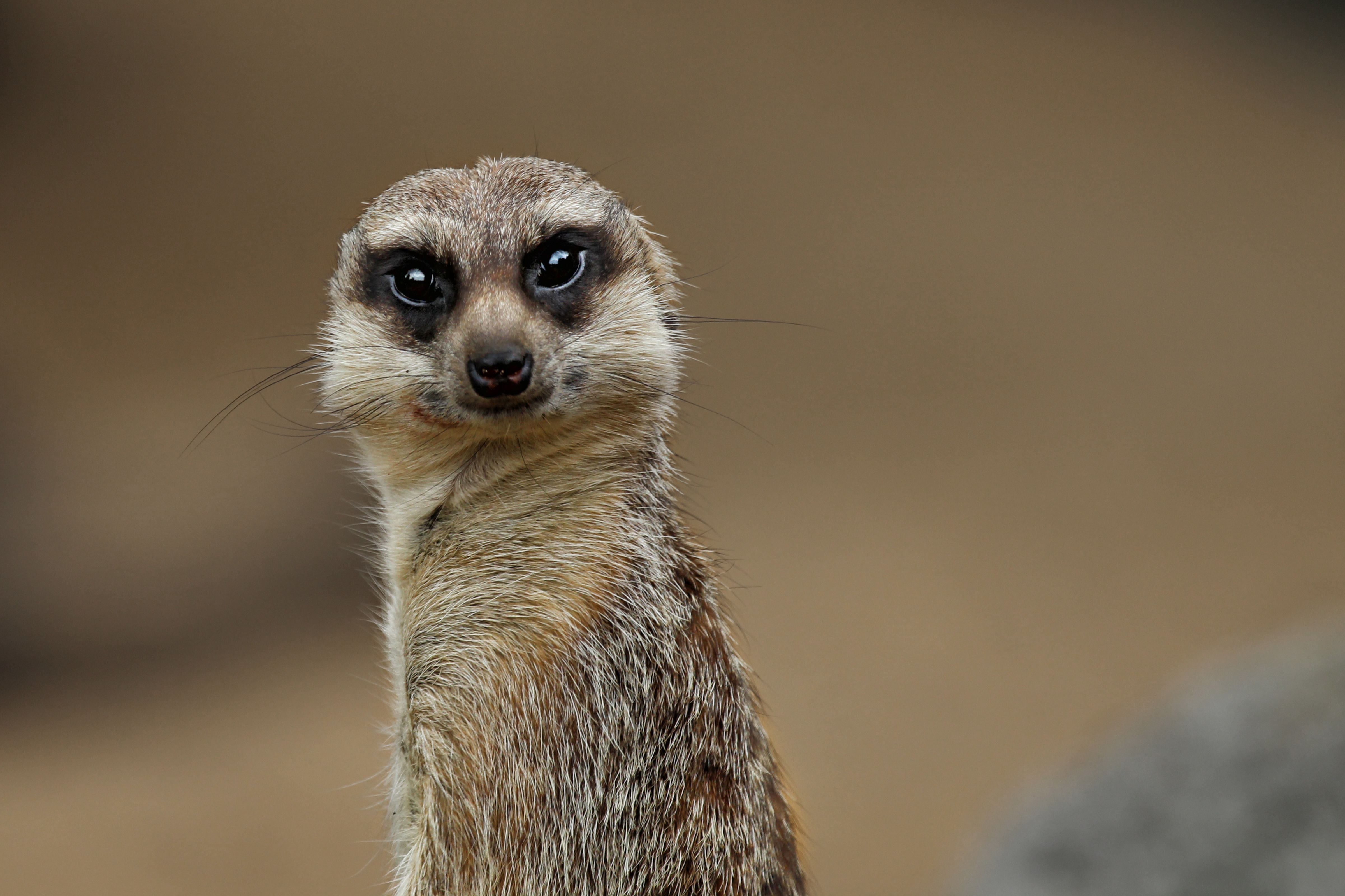 IMG_8146 meerkat 2