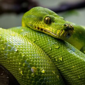 green-tree-python-1014229_1280