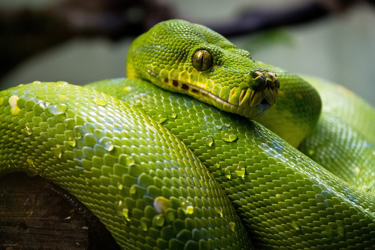 green-tree-python-1014229_1280