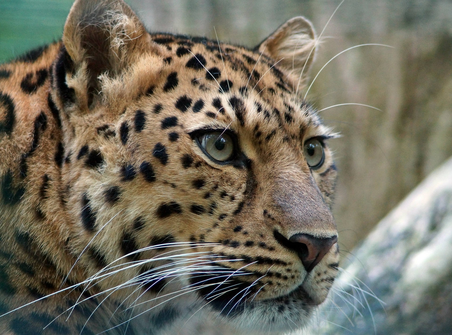 leopard-400274_1920