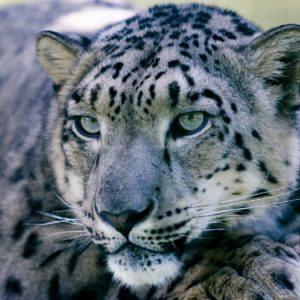 snow-leopard-1305078_19201