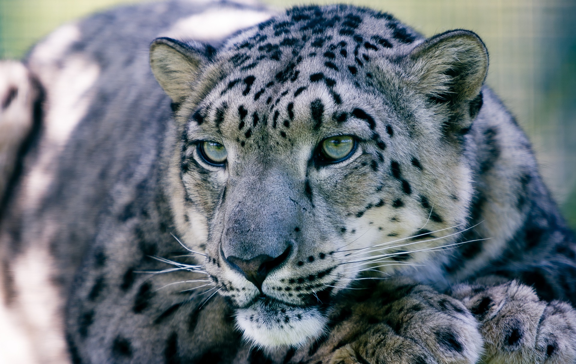 snow-leopard-1305078_19201