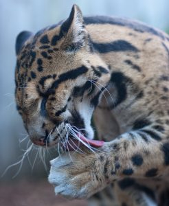 clouded leopard2 2