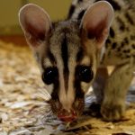 Palm Civet