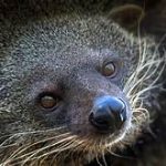 Binturong Image