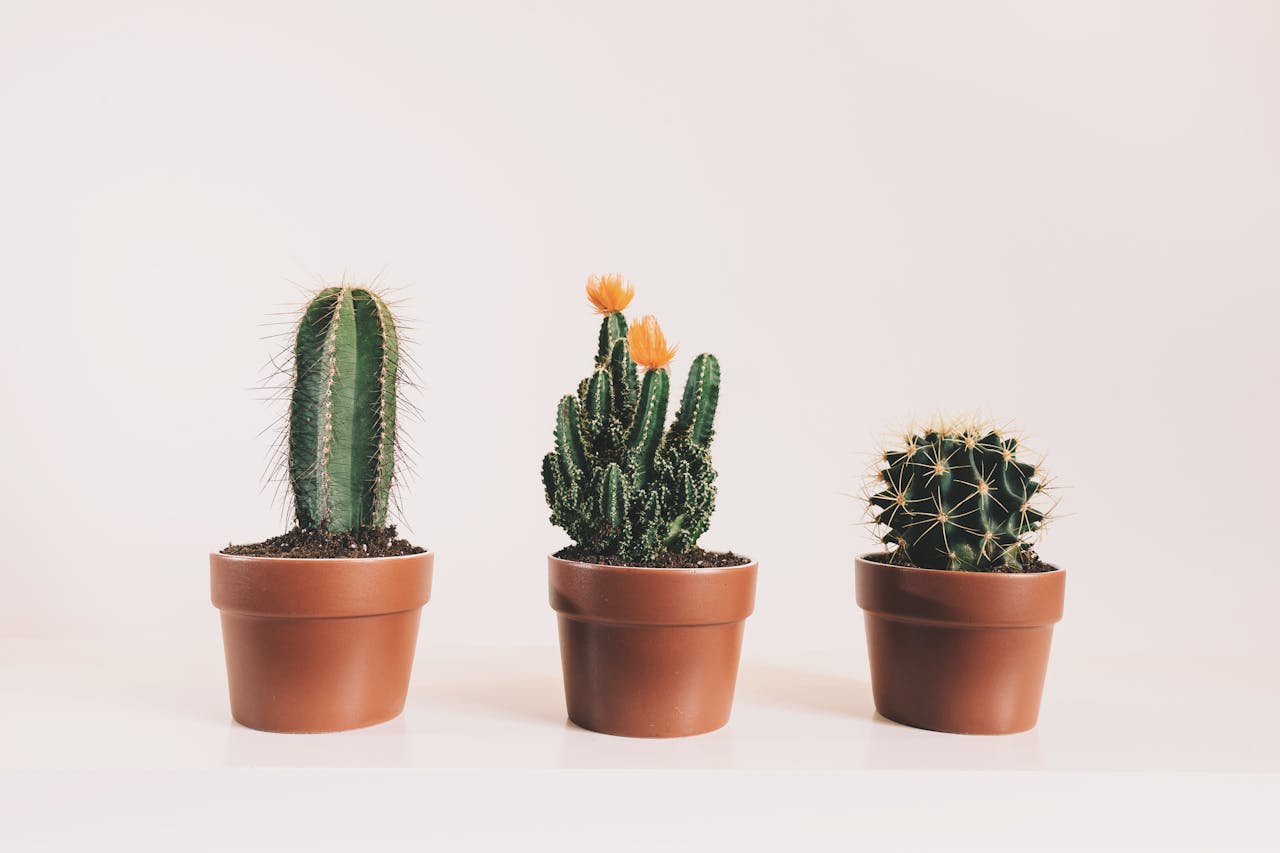 cactussen-water cactussen-water