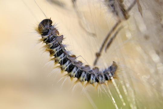Eikenprocessierups wat moet je ermee?