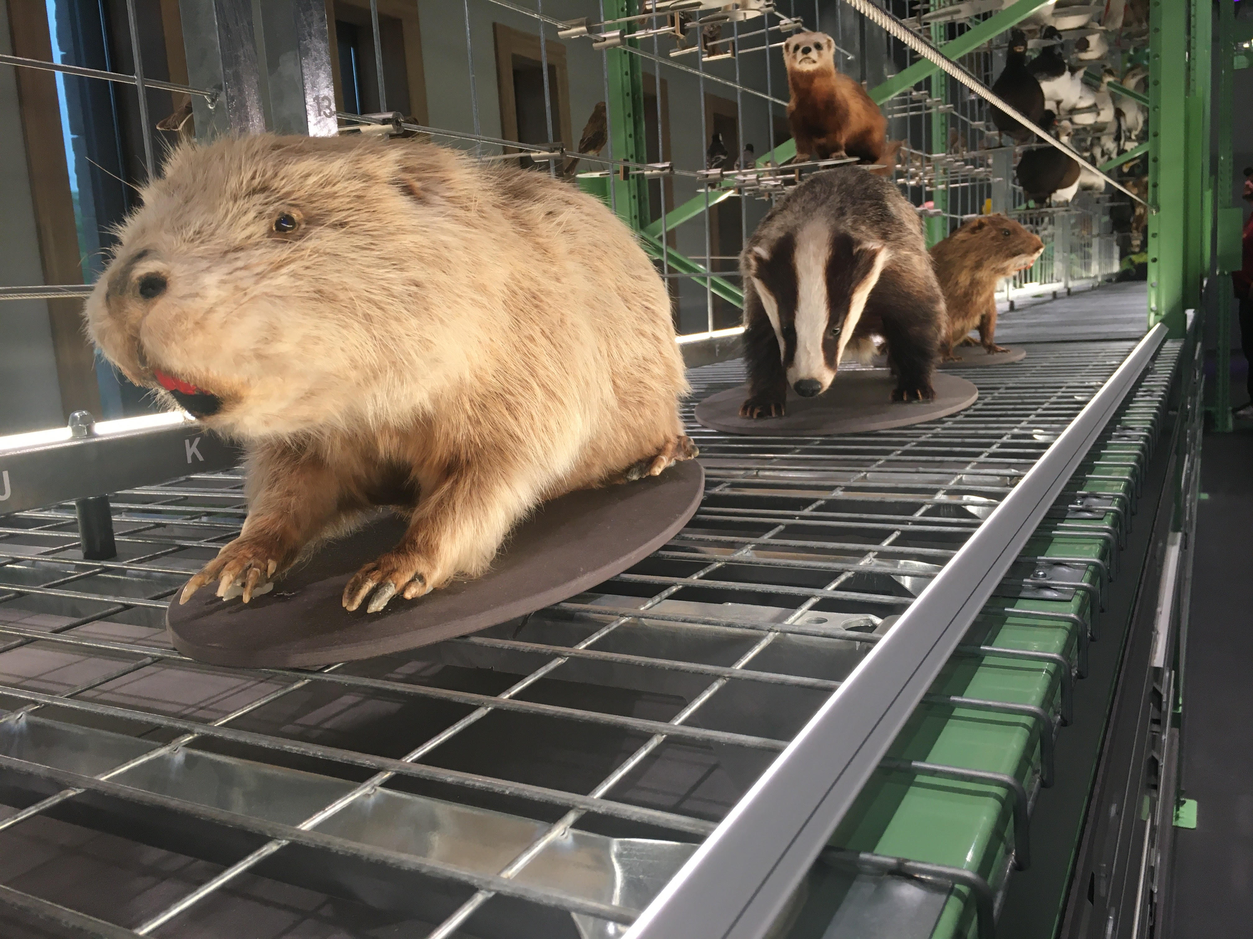 opgezette dieren Naturalis