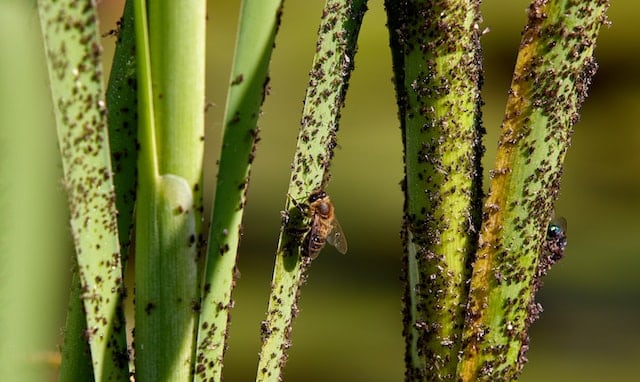 Bladluis plaag op een natuurlijke manier verhelpen